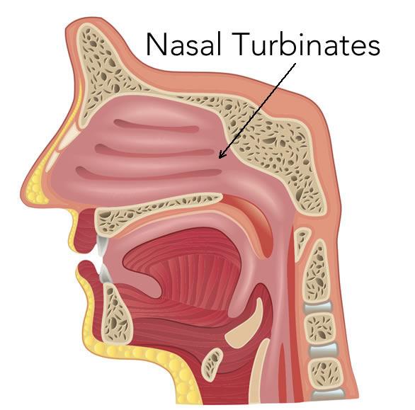 nasal turbinates